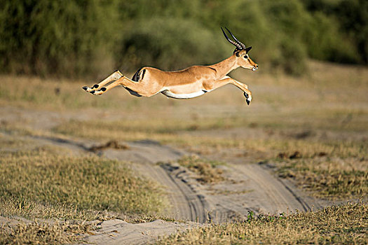 非洲,博茨瓦纳,乔贝国家公园,黑斑羚,跳跃,旅游,靠近,乔贝,河,奥卡万戈三角洲