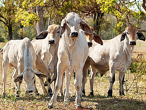 年轻,牧群,牧场,澳大利亚,菜牛