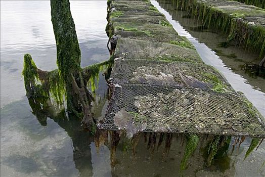 牡蛎养殖场,湾,布列塔尼,法国
