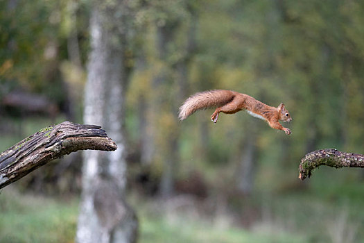 红松鼠,苏格兰,跳跃,枝条