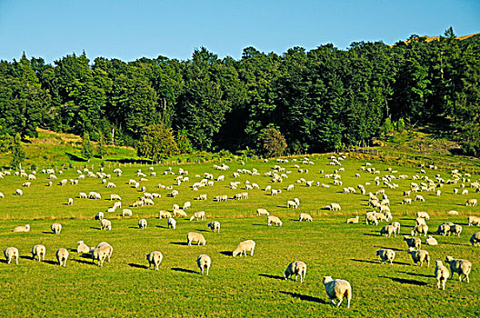 羊群,南阿尔卑斯山,南岛,新西兰