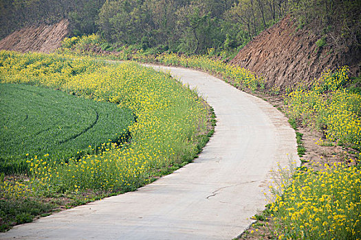 春天乡村道路