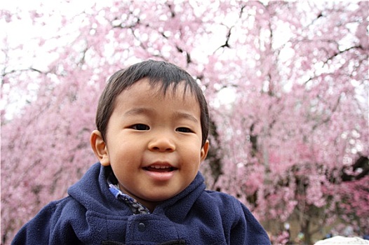 日本人,男孩,樱花,2岁