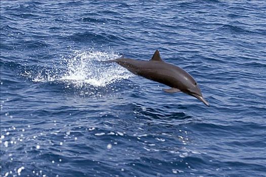 危地马拉,夸特扎尔港,飞旋海豚,跳跃
