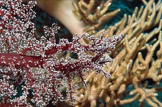 特写,红色,软珊瑚,水下,米尔恩湾,巴布亚新几内亚
