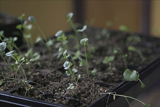 有机,花椰菜,幼苗,板条箱