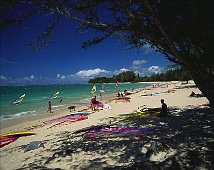 夏威夷,毛伊岛,海滩,帆板,水中,岸边,男人,树下,荫凉