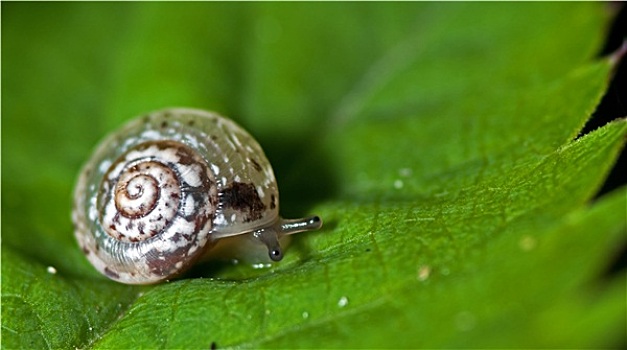 蜗牛,叶子