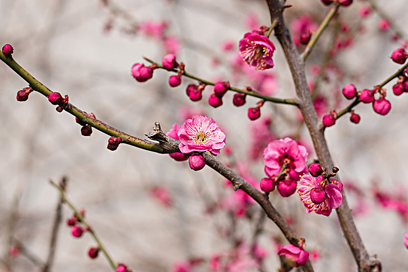 梅花圖片_梅花高清圖片_全景視覺