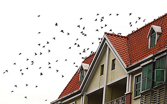 楼房与鸟群