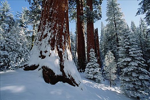 巨杉,树,雪中,国家公园,加利福尼亚