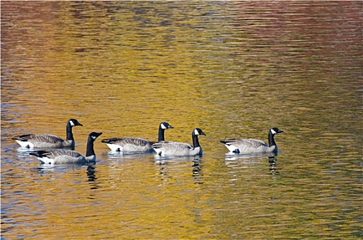 五个,黑额黑雁,游泳,金色,水,秋天