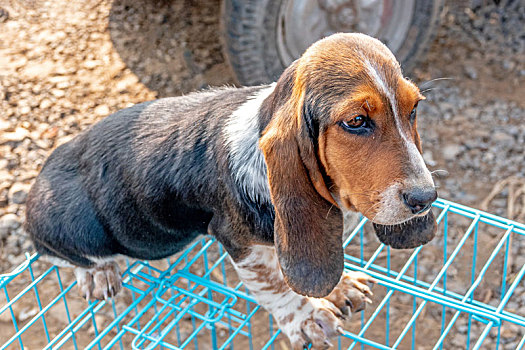 宠物犬,巴吉度猎犬