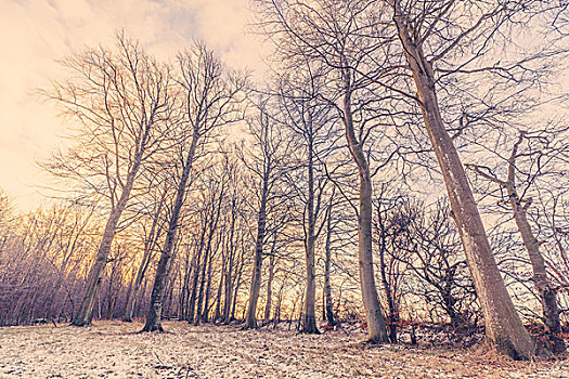 冬日树林,大树,日出