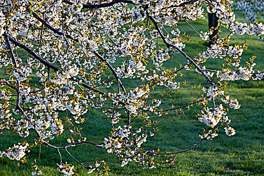樱桃树,花,靠近,蒙大拿