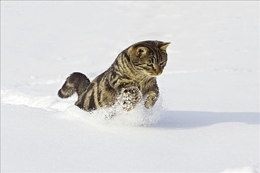 家猫,雪中,德国