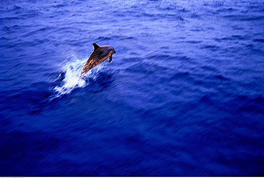斑海豚,跳跃,巴哈马
