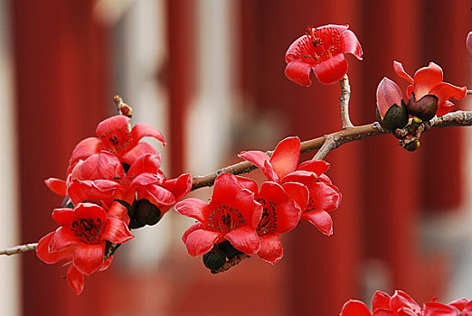 广州市花红棉花特写