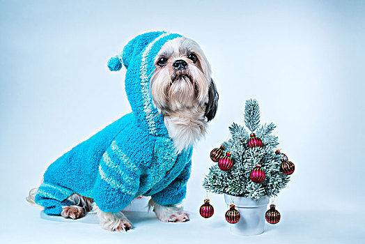西施犬,狗,蓝色,毛衣,小,新年,树,白色背景,蓝色背景
