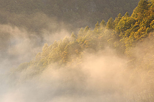 雾,树,山,风景,迈特拉赫,萨尔州,德国