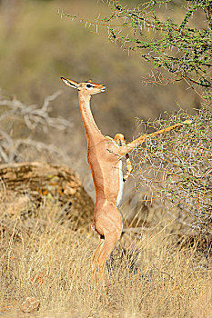 非洲瞪羚,长颈羚,雌性,进食,灌木,站立,背影,腿,萨布鲁国家公园,肯尼亚,非洲