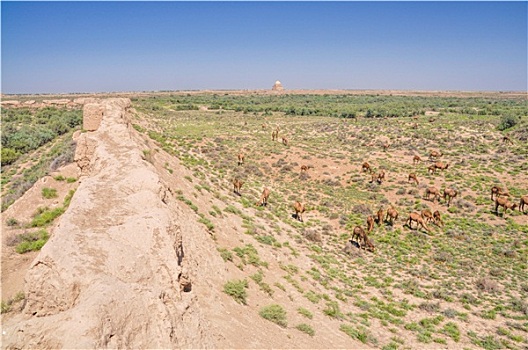 骆驼,土库曼斯坦