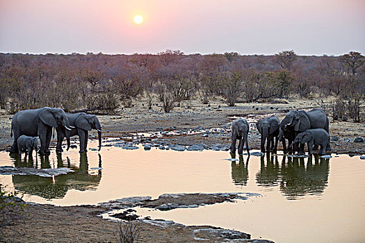 非洲象,喝,水坑,日落,埃托沙国家公园,纳米比亚,非洲