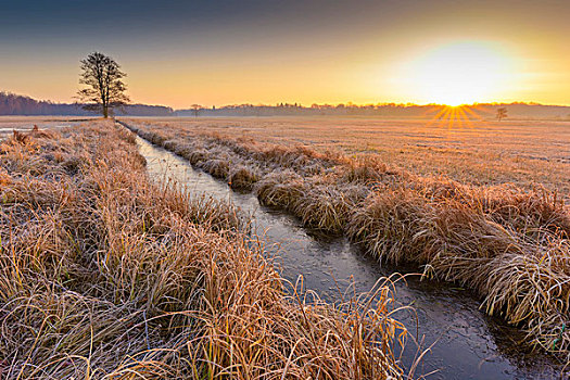 风景,河流,孤木,日出,二月,黑森州,德国