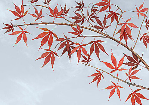 红色,枫树,叶子,树