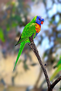 彩虹,成年,鸟,栖息,树,南澳大利亚州,澳大利亚,大洋洲