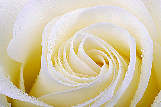 白色蔷薇,粉色,露珠,特写