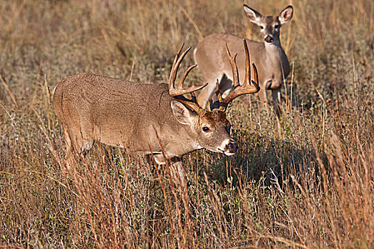 白尾鹿,雄性,栖息地,德克萨斯,美国