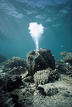 巨蛤,十亿,卵,大堡礁,昆士兰,澳大利亚