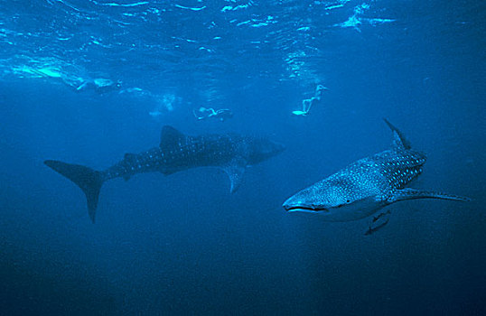 通气管,两个,鲸,鲨鱼,马尔代夫,印度洋,亚洲