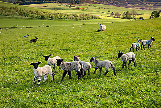 绵羊,跑,土地,诺森伯兰郡,英格兰