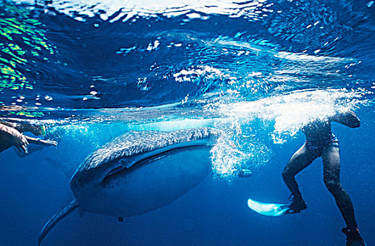 潜水者,鲸,鲨鱼,马尔代夫,印度洋,亚洲