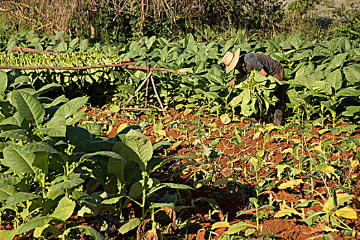 古巴,维尼亚雷斯,农民,收获,烟草,叶子