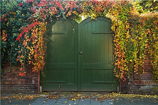 大门,彩色,藤蔓植物,秋天