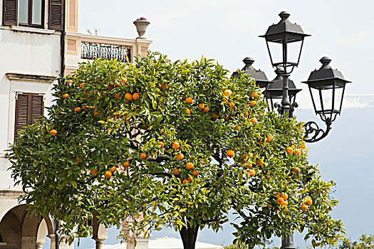 橙色,树,散步场所,加尔尼亚诺,加尔达湖,伦巴第,意大利,欧洲