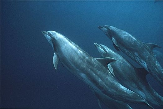 宽吻海豚,水下,群,加拉帕戈斯群岛,厄瓜多尔