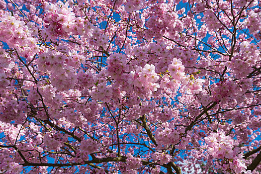 粉色,樱花,春天,蓝天,巴登符腾堡,德国