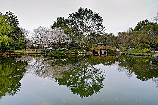 杭州太子湾公园樱花