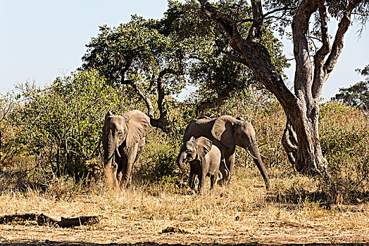 非洲象,幼小,博茨瓦纳,非洲