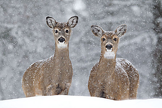 白尾鹿,冬天