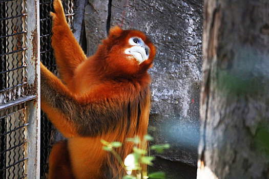 北京动物园川金丝猴