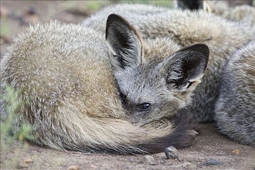 大耳狐,休息,马赛马拉国家保护区,肯尼亚