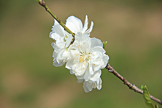 碧桃,千叶桃花,桃花,白色碧桃