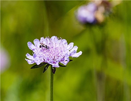 紫罗兰,矢车菊