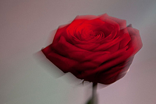 盛开,红玫瑰,散焦,淡色调,背景