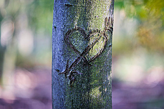 心形,雕刻,树,示爱,树林,柏林,德国,欧洲
